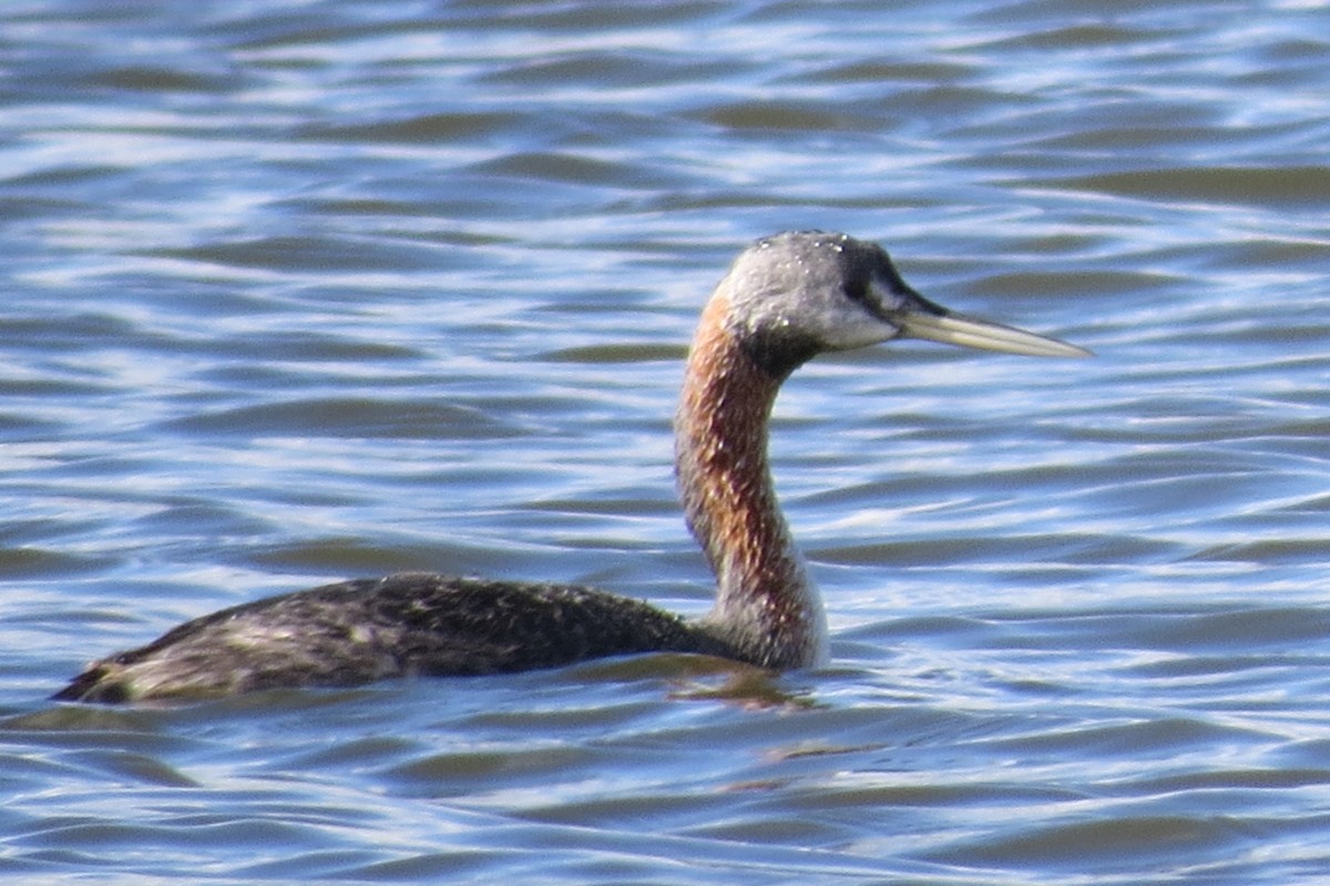 Great Grebe - ML227641901