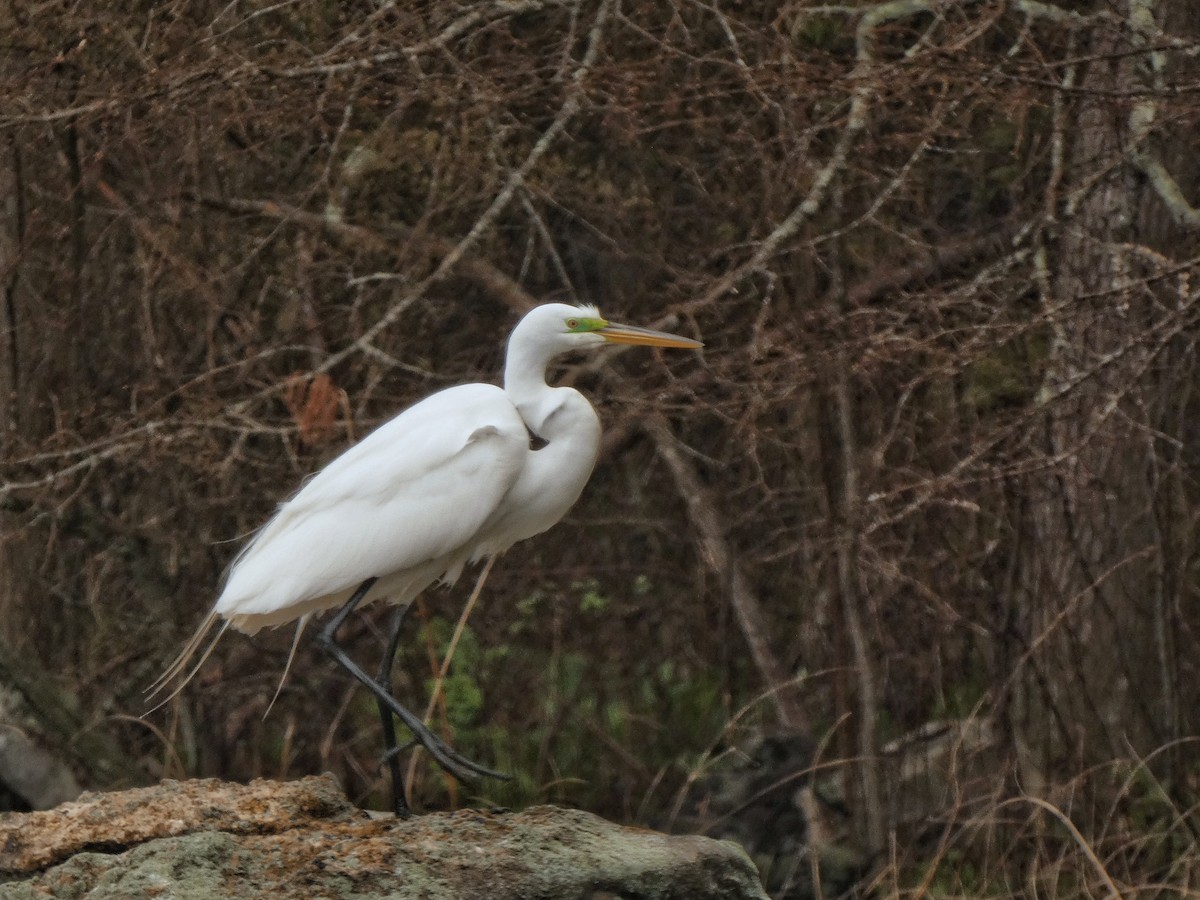 Great Egret - Robert Erickson