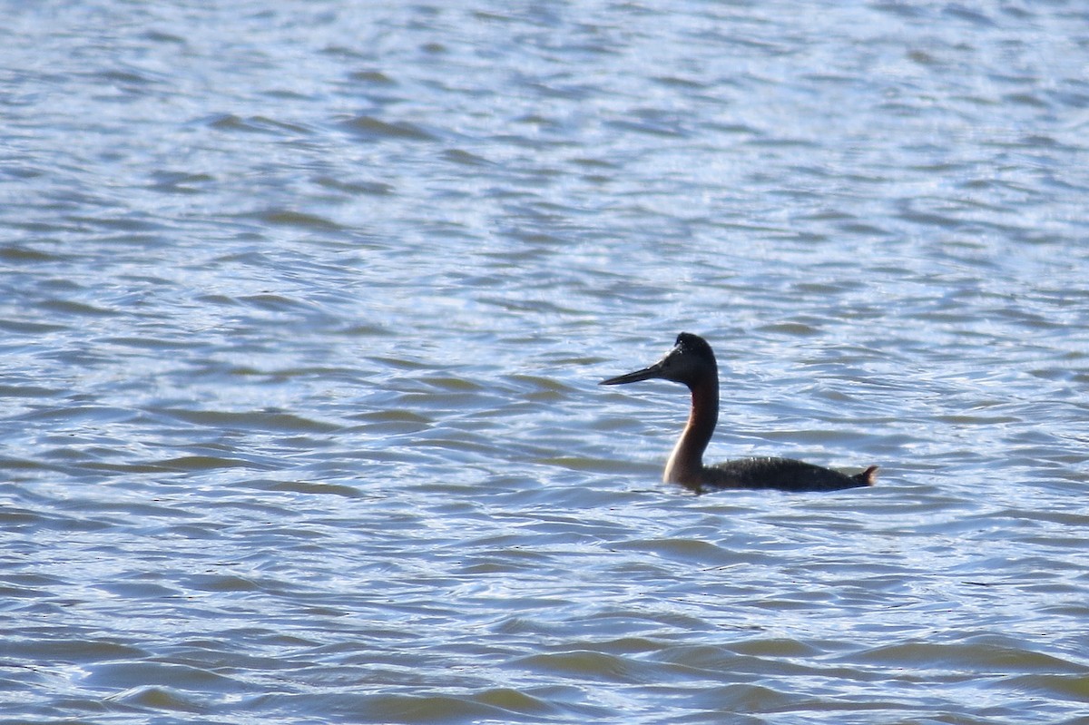 Great Grebe - Alberto Aranda G.