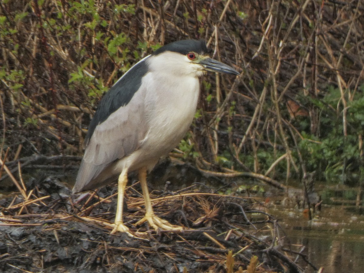 Black-crowned Night Heron - ML227642371