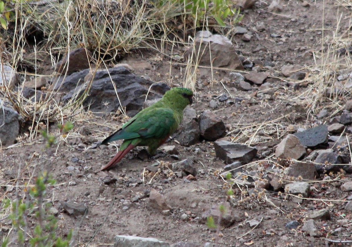 Austral Parakeet - ML227642491