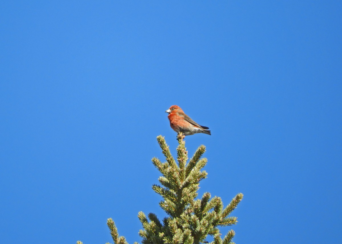 Red Crossbill - Ray Wershler