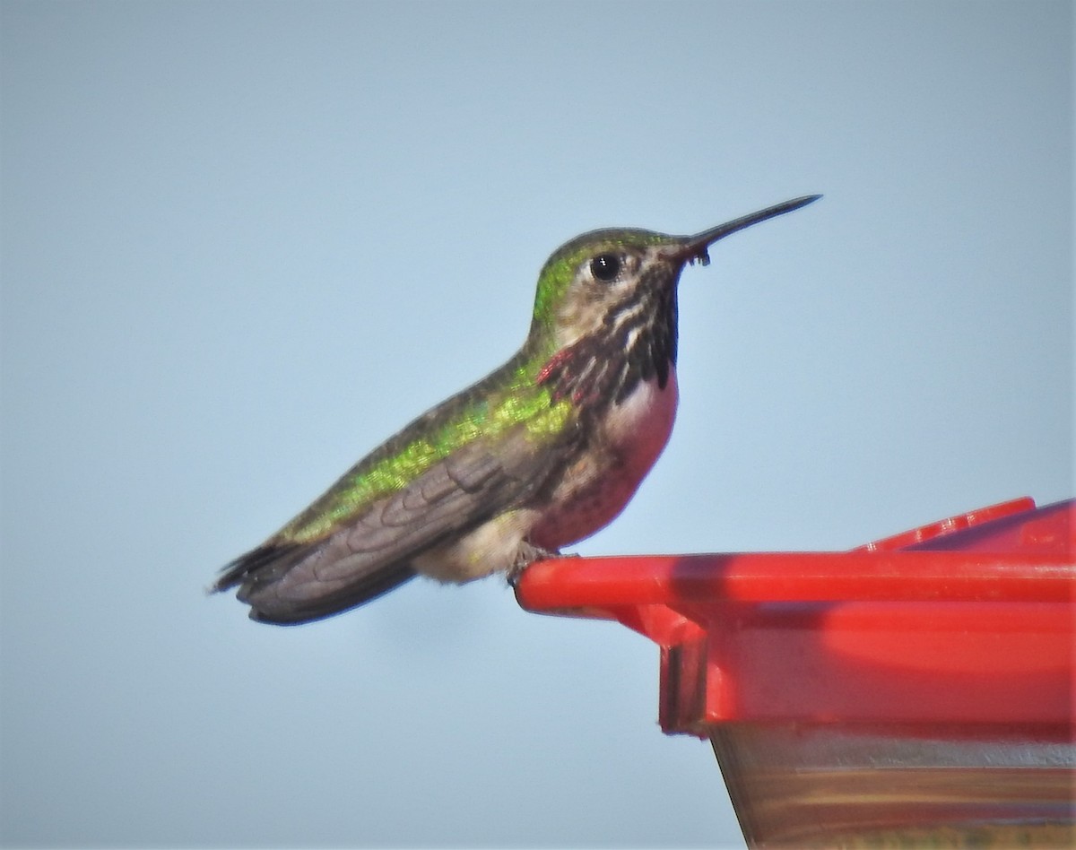 Calliope Hummingbird - ML227645191