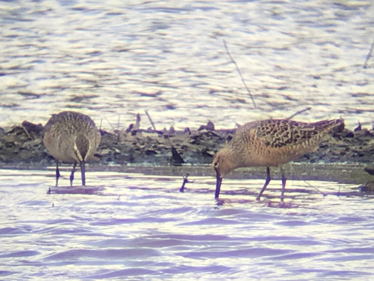 Long-billed Dowitcher - Richard Candler