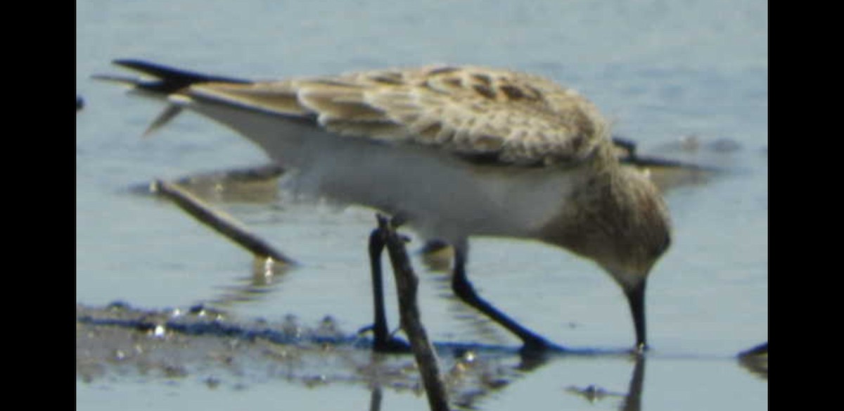 Baird's Sandpiper - ML227651711