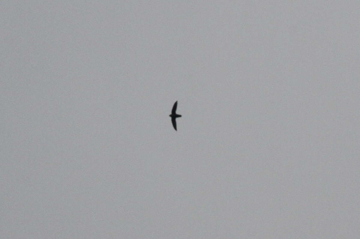 Chimney Swift - Steven Howell