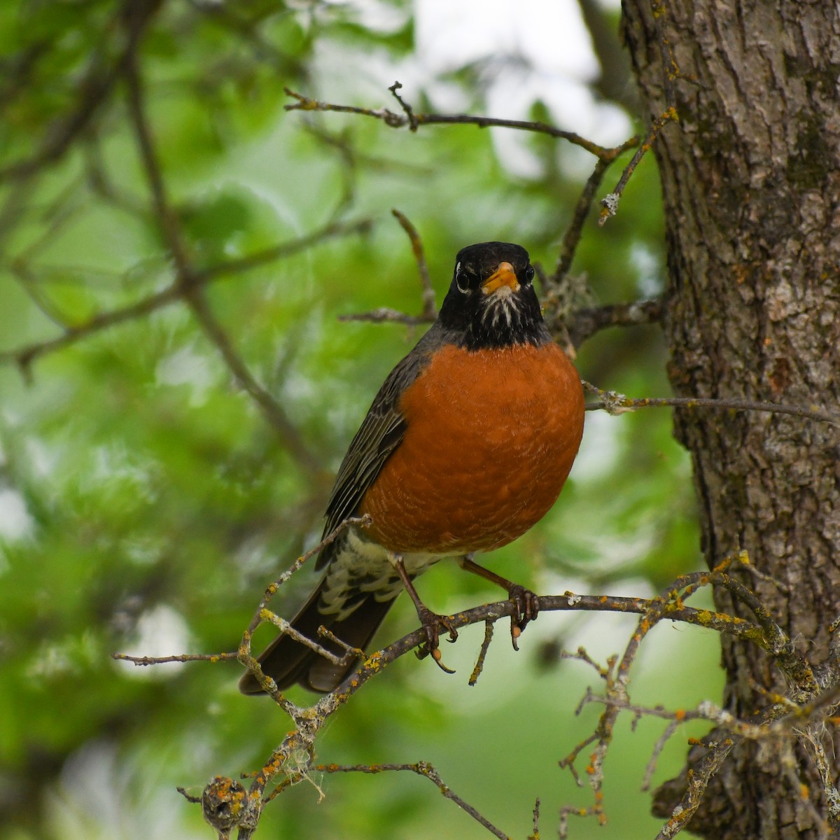 American Robin - ML227654421