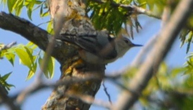 White-breasted Nuthatch - M.K. McManus-Muldrow