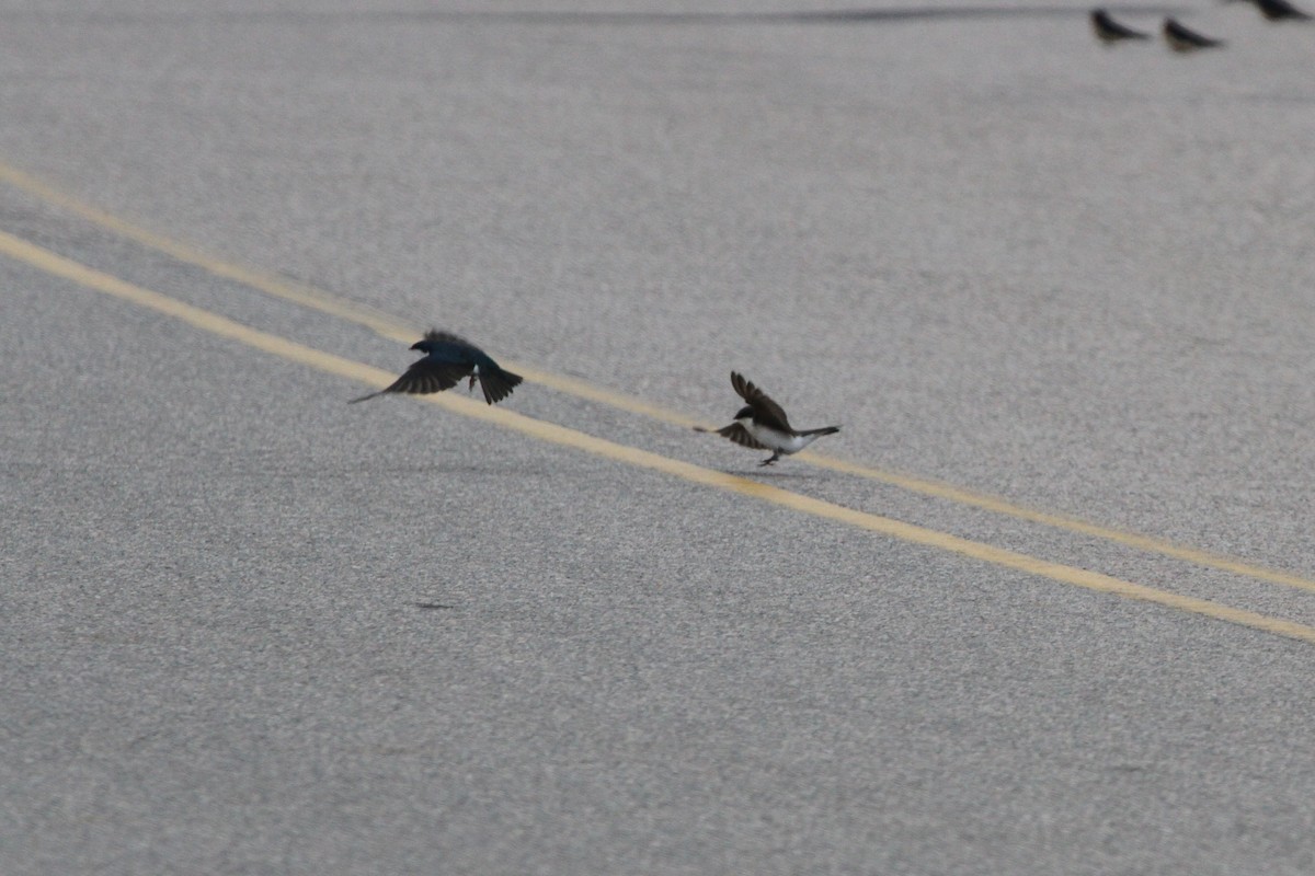 Tree Swallow - ML227654881