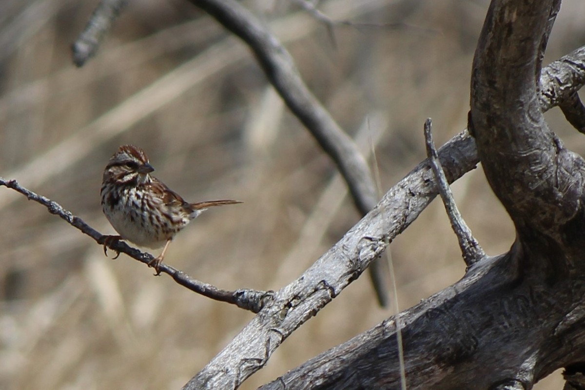 Song Sparrow - ML227656221