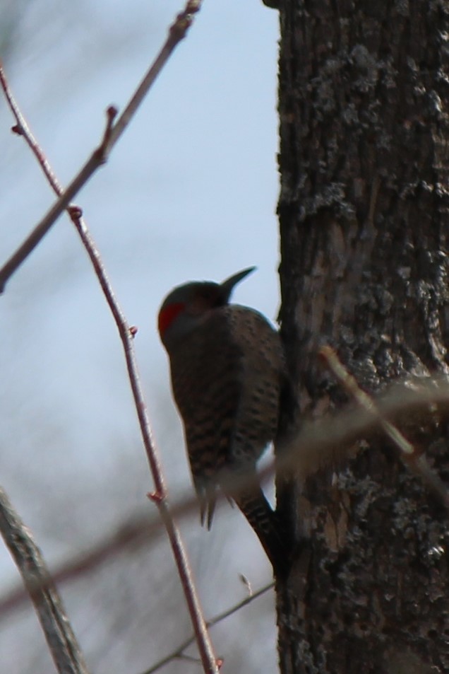 Northern Flicker - ML227656371