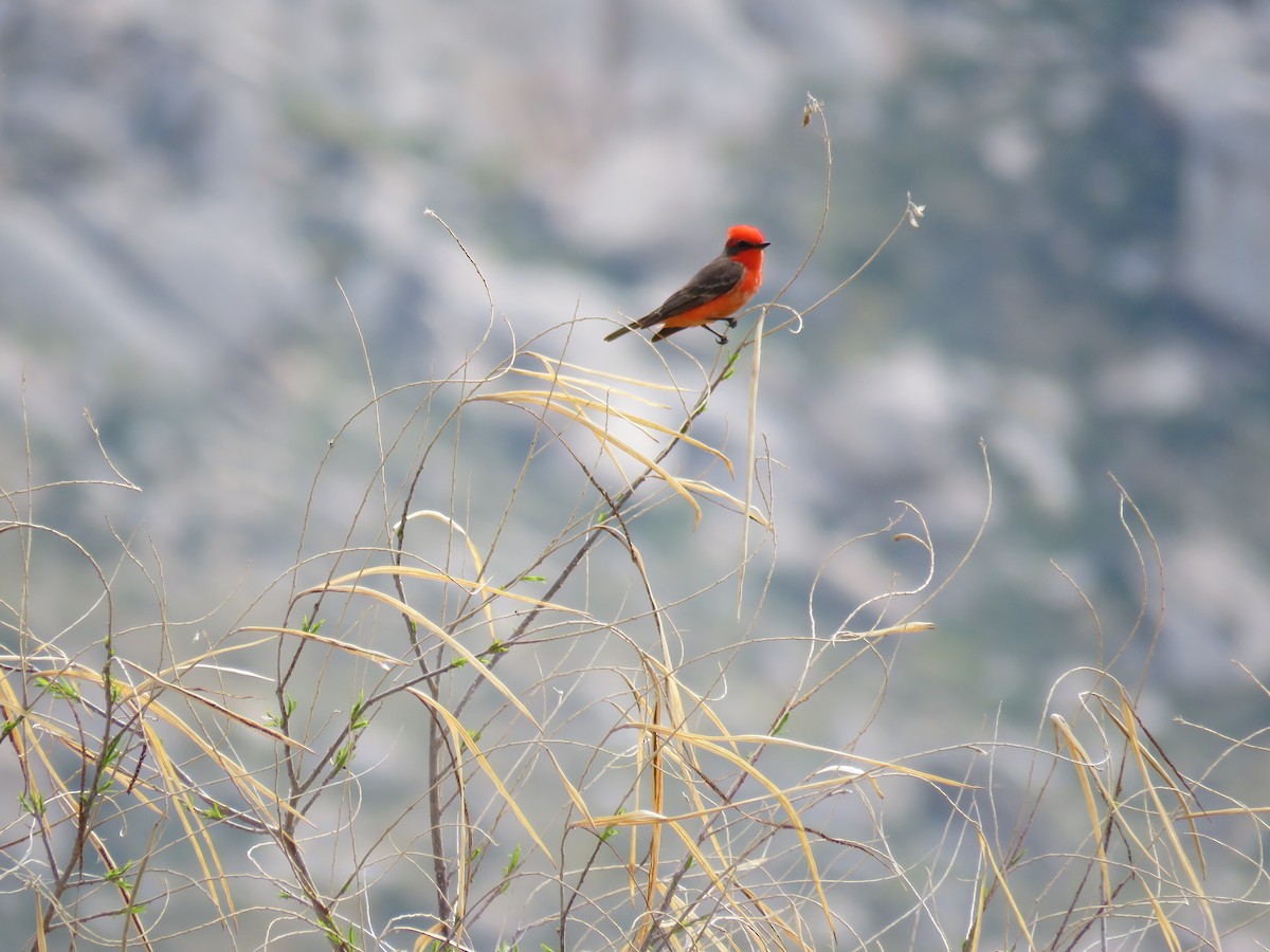 Vermilion Flycatcher - Savannah Stewart