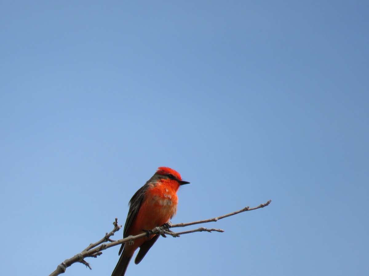 Vermilion Flycatcher - ML227658031