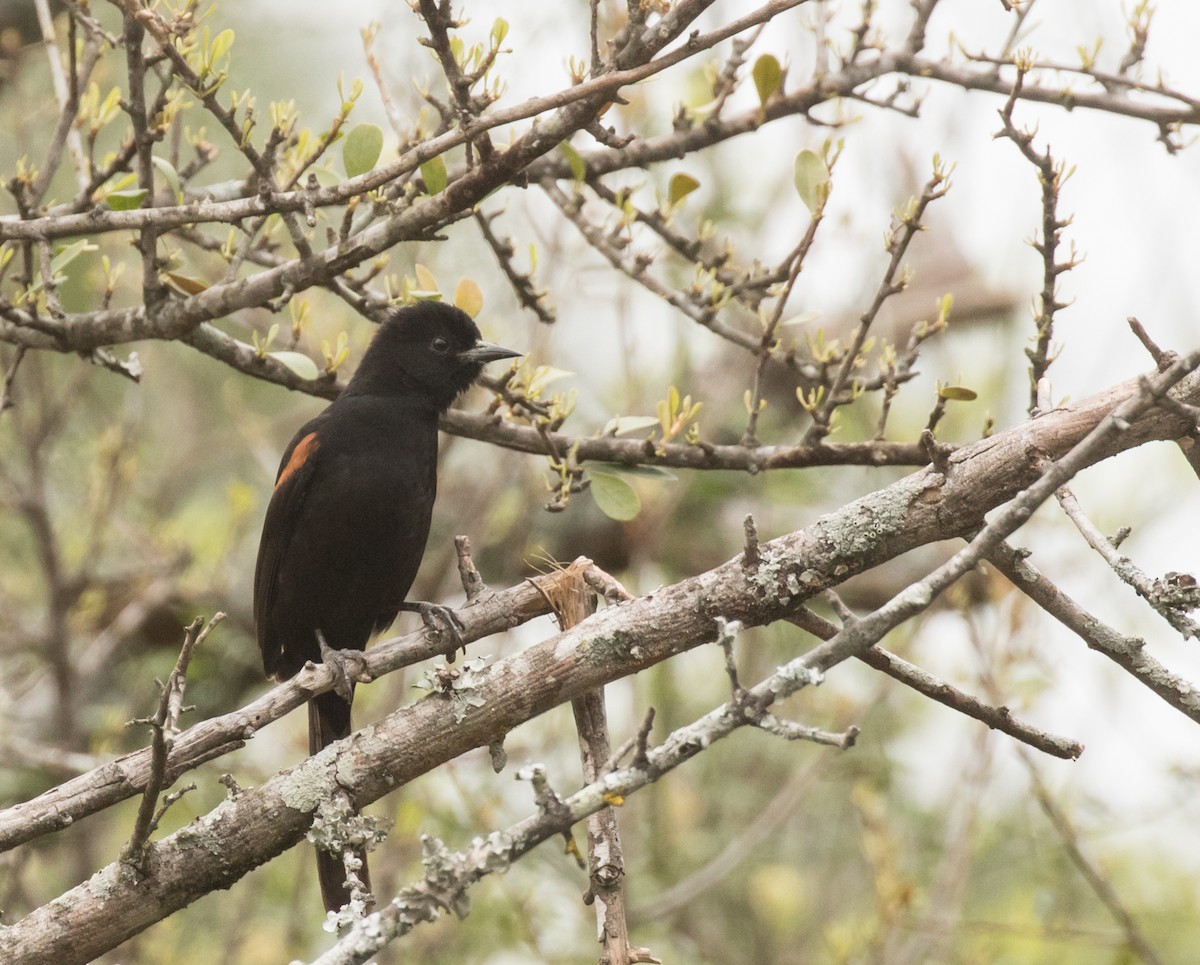 Variable Oriole - John Sterling