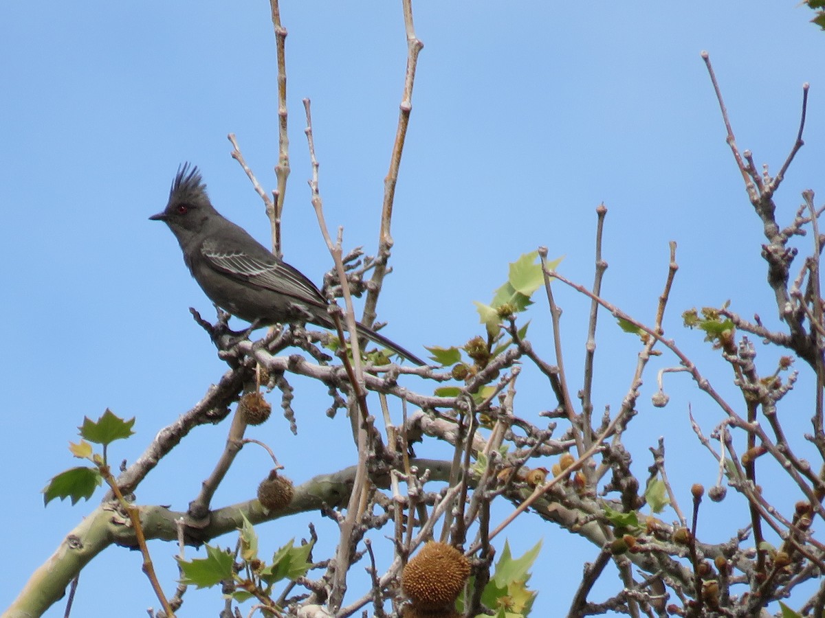 Phainopepla - Savannah Stewart