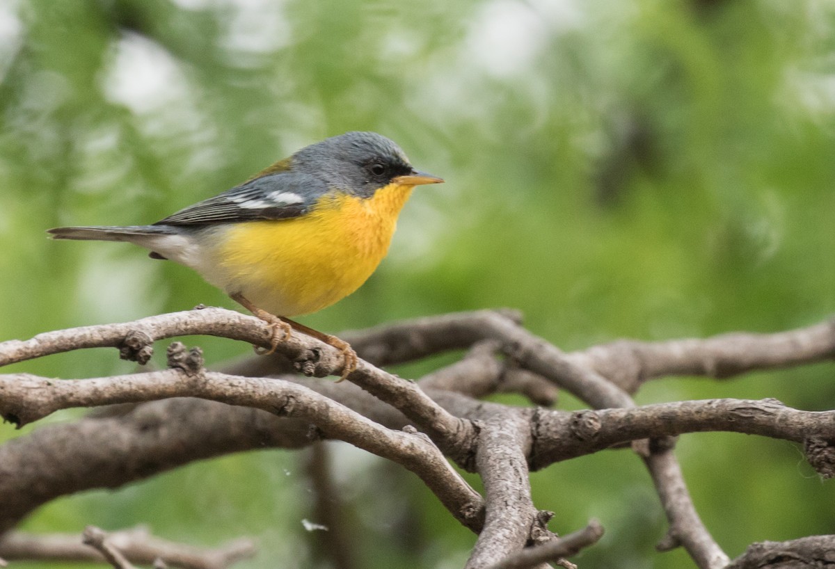 Tropical Parula - John Sterling