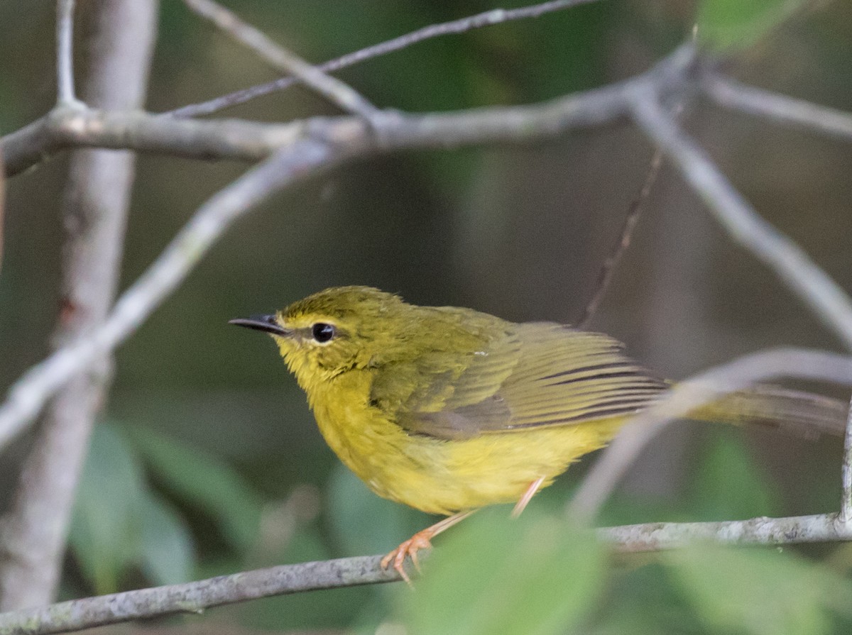 Flavescent Warbler - John Sterling