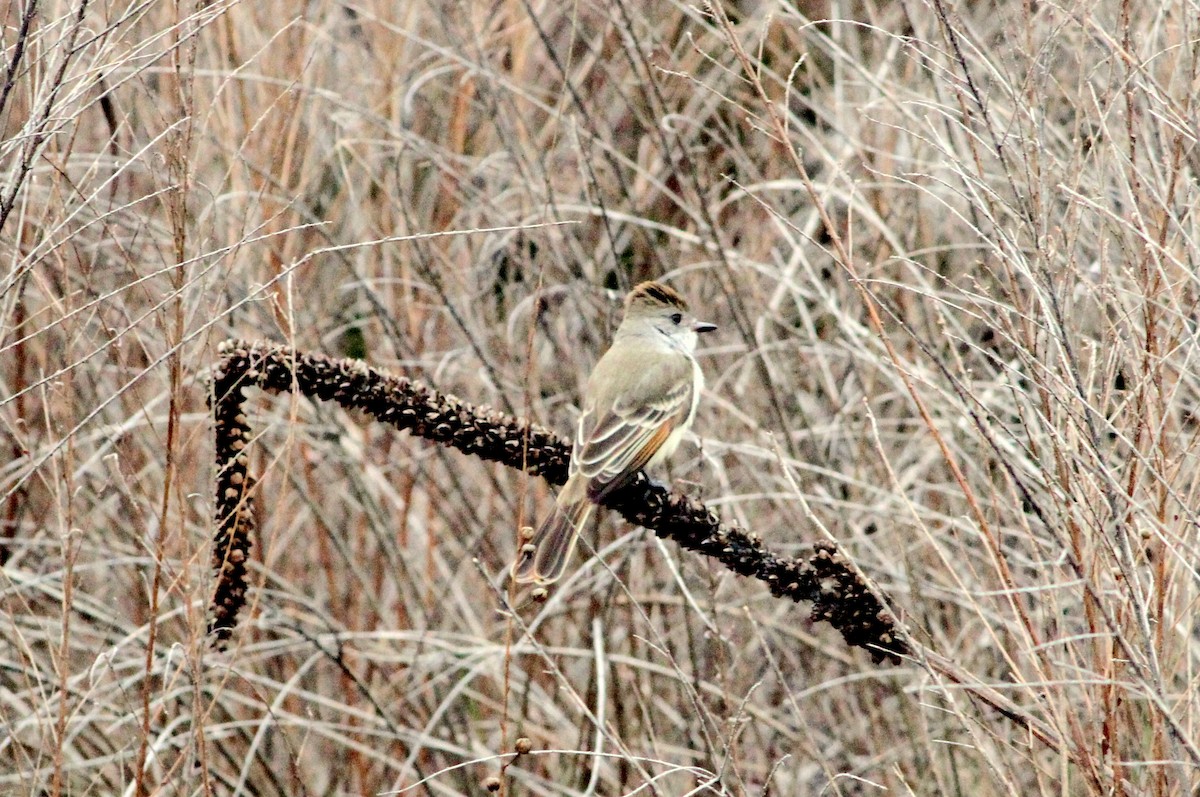 Ash-throated Flycatcher - ML22765841