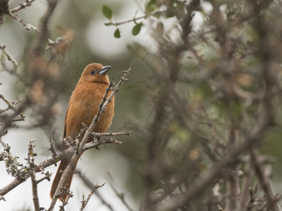 White-lined Tanager - John Sterling