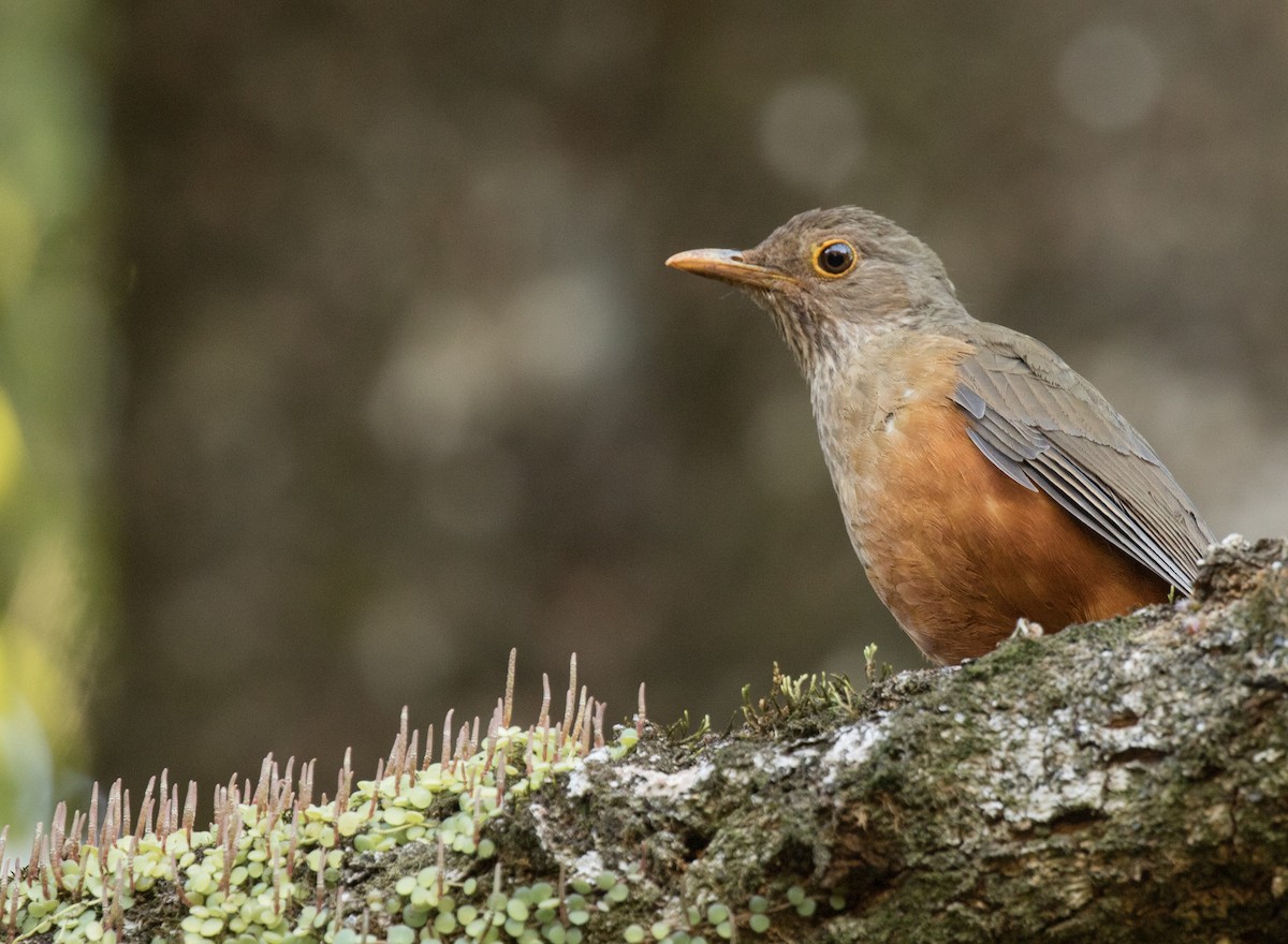 Rufous-bellied Thrush - John Sterling