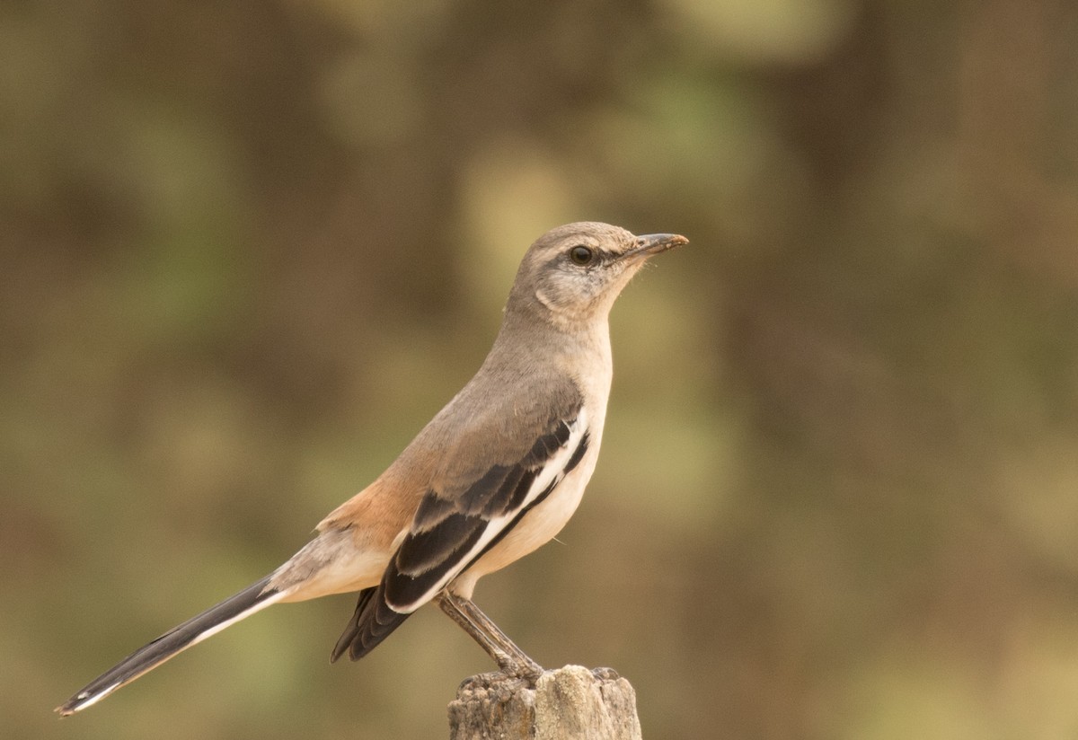 White-banded Mockingbird - John Sterling