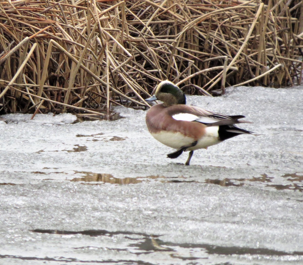 American Wigeon - ML227659231