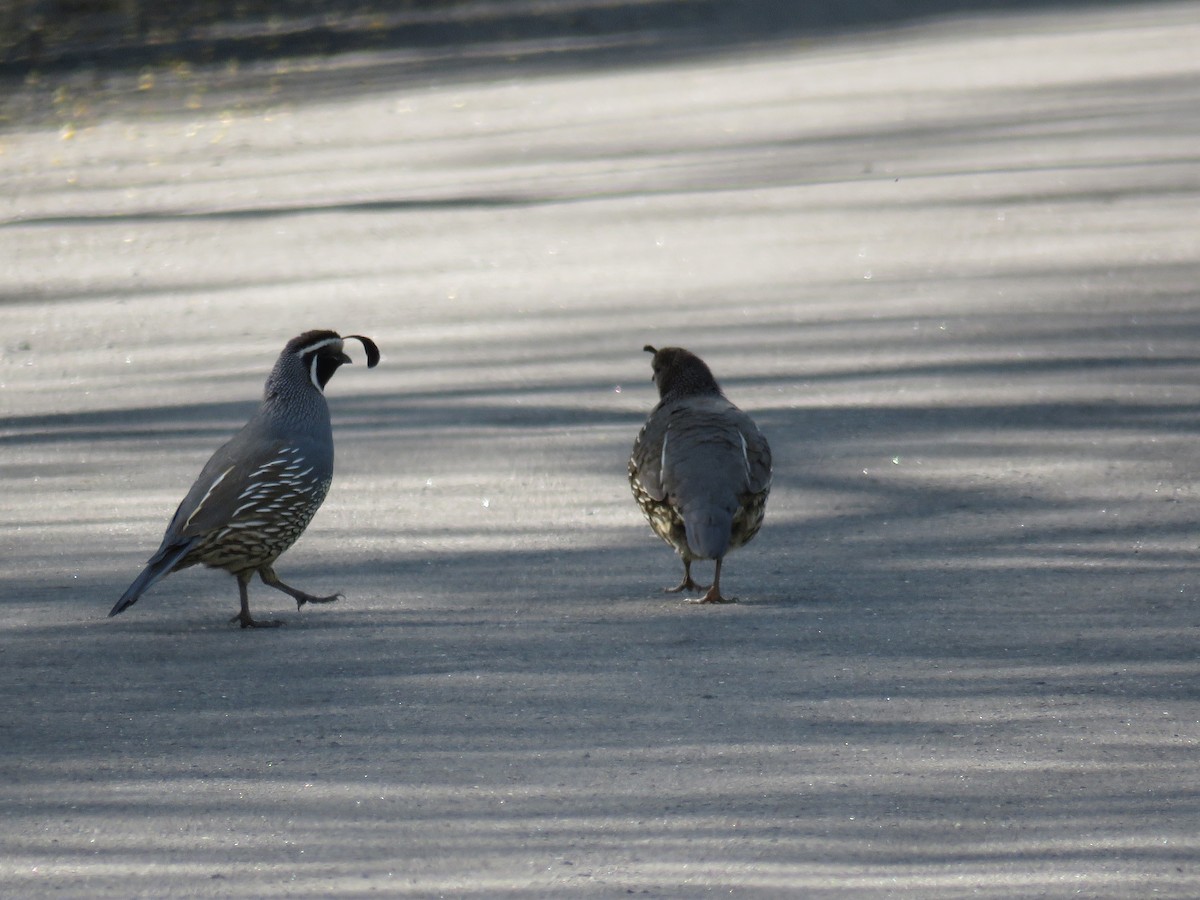 California Quail - Savannah Stewart