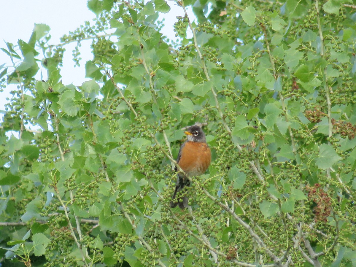 American Robin - Savannah Stewart