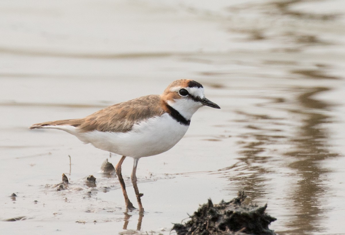 Collared Plover - John Sterling