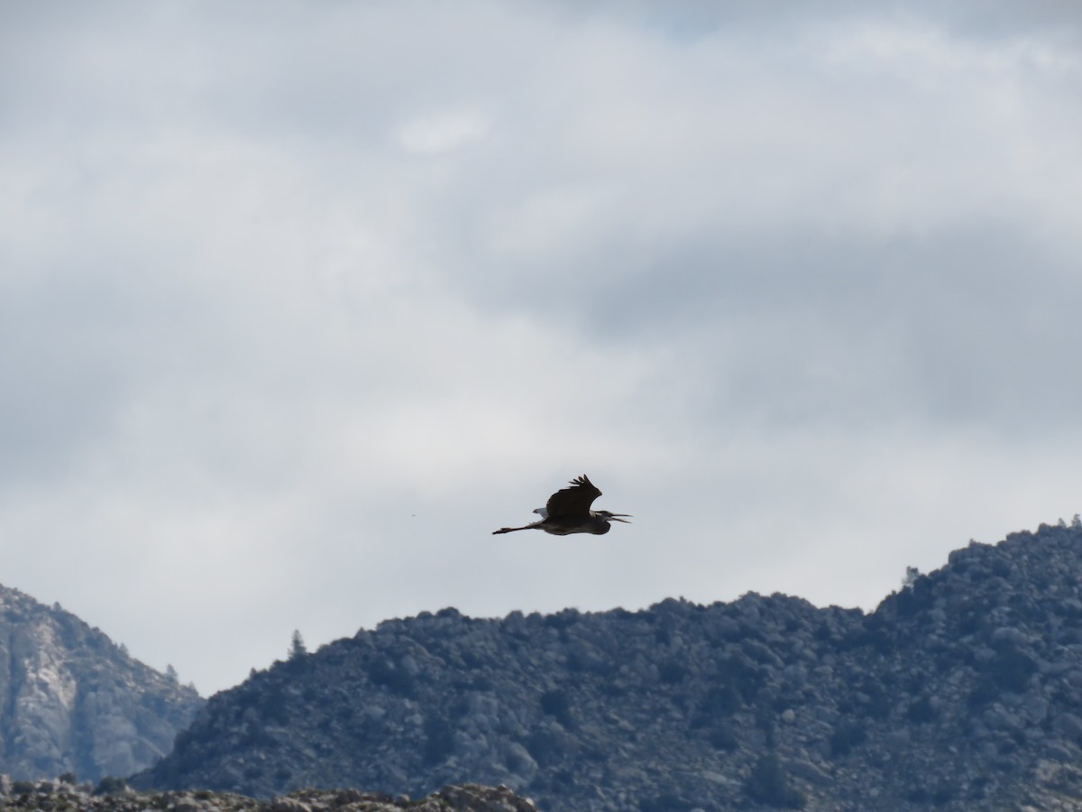 Great Blue Heron - ML227659871