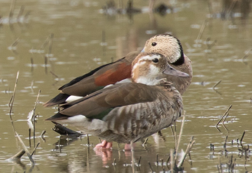 Ringed Teal - John Sterling