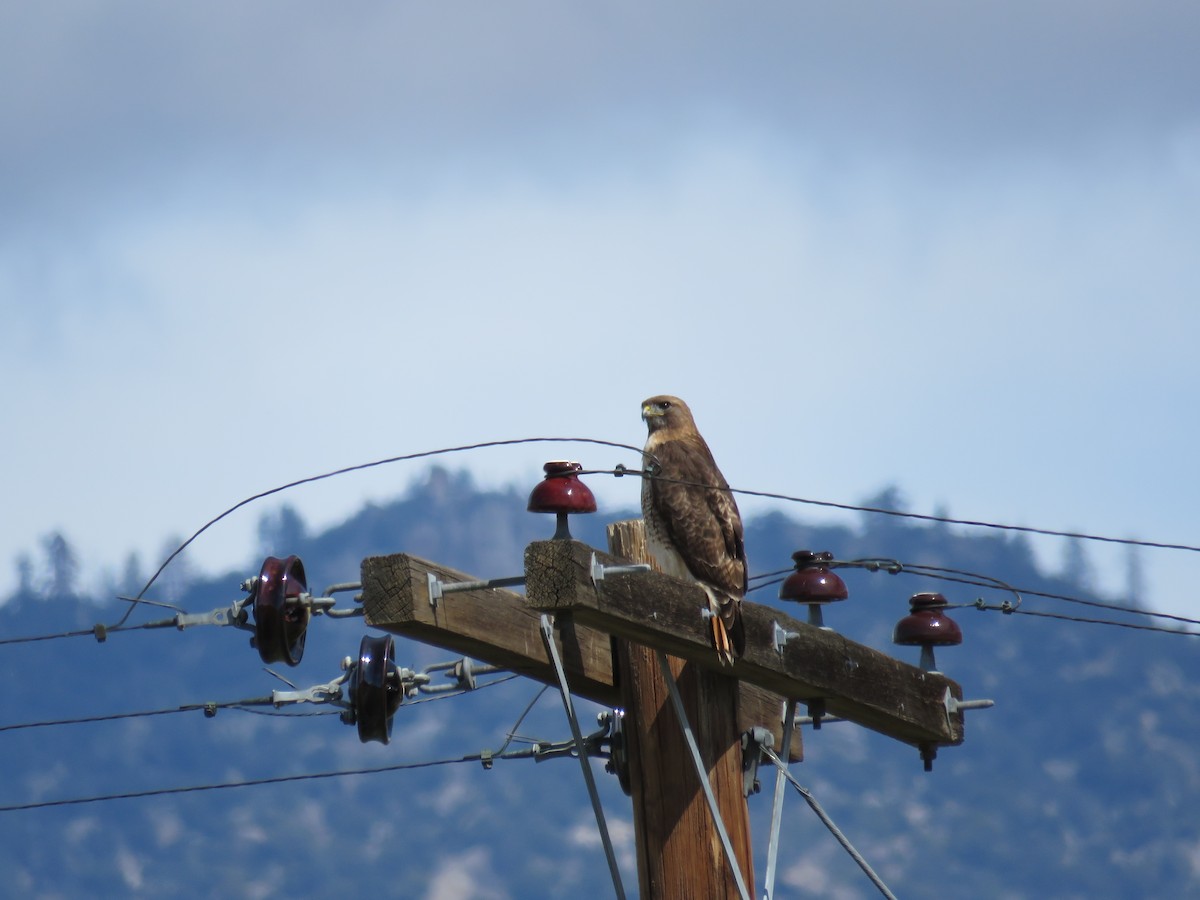 Red-tailed Hawk - Savannah Stewart