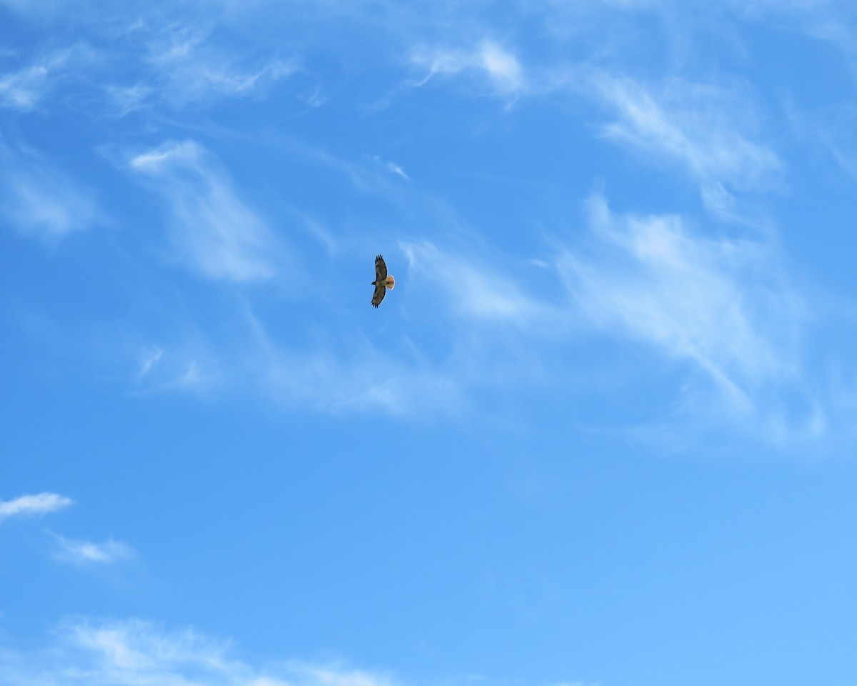 Red-tailed Hawk - Savannah Stewart