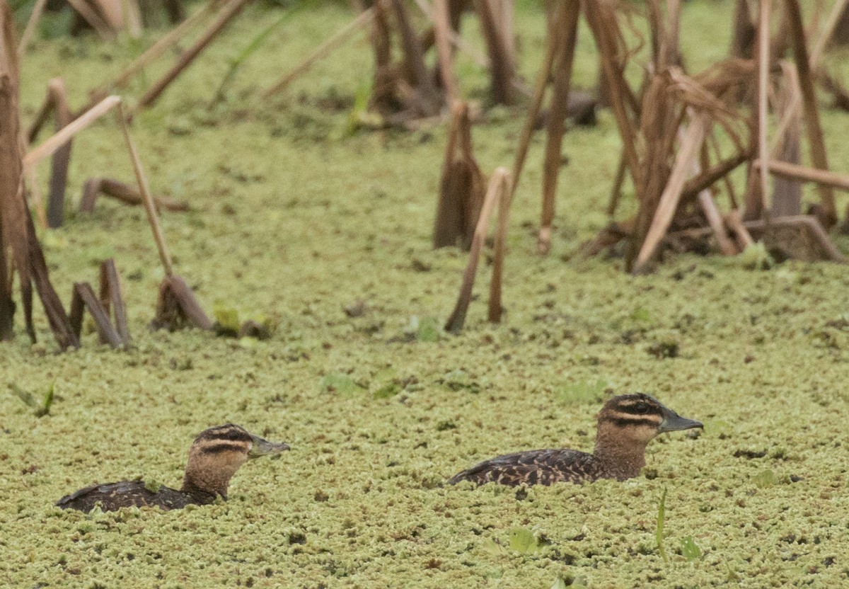 Masked Duck - ML227660141