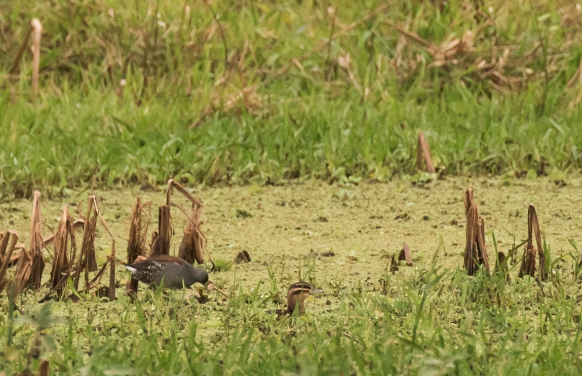 Spot-flanked Gallinule - ML227660251