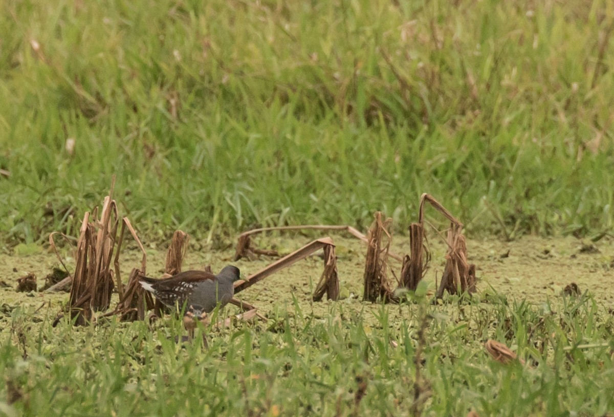 Gallinule à face noire - ML227660261