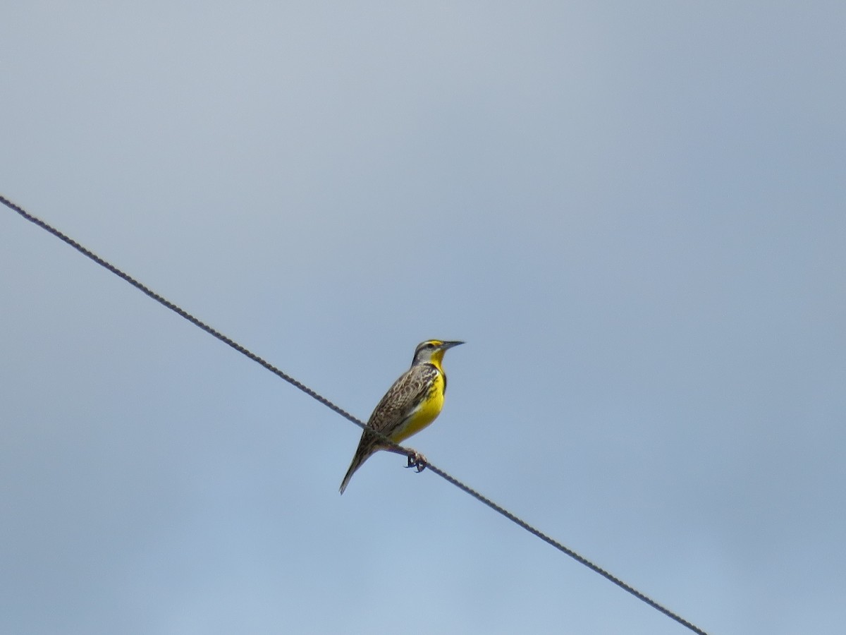 Western Meadowlark - Savannah Stewart