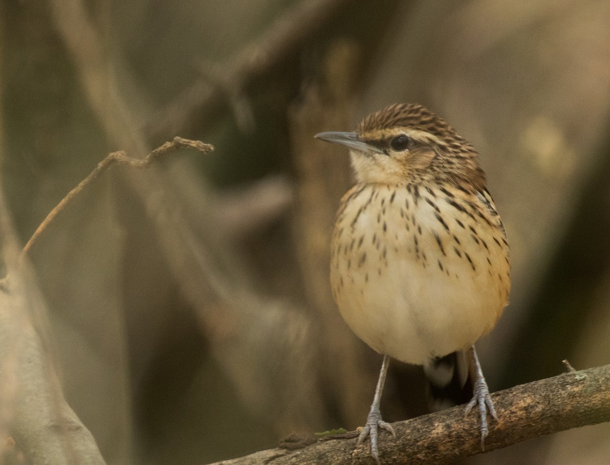 Stripe-backed Antbird - ML227660441