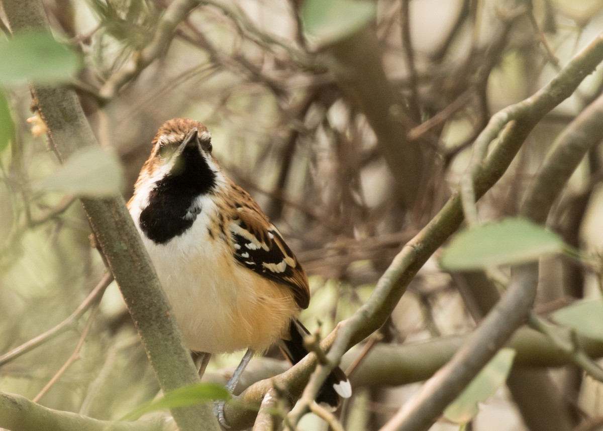 Stripe-backed Antbird - ML227660451