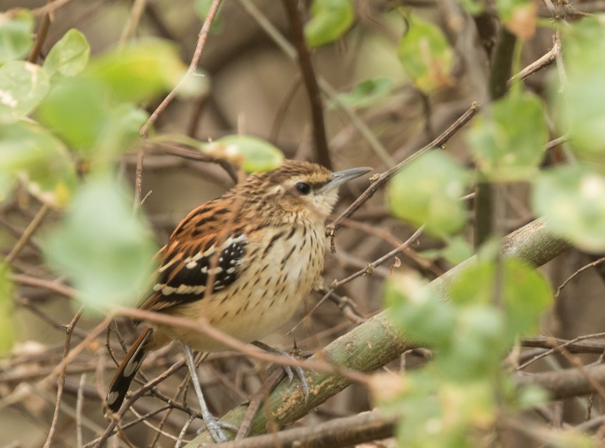 Stripe-backed Antbird - ML227660481