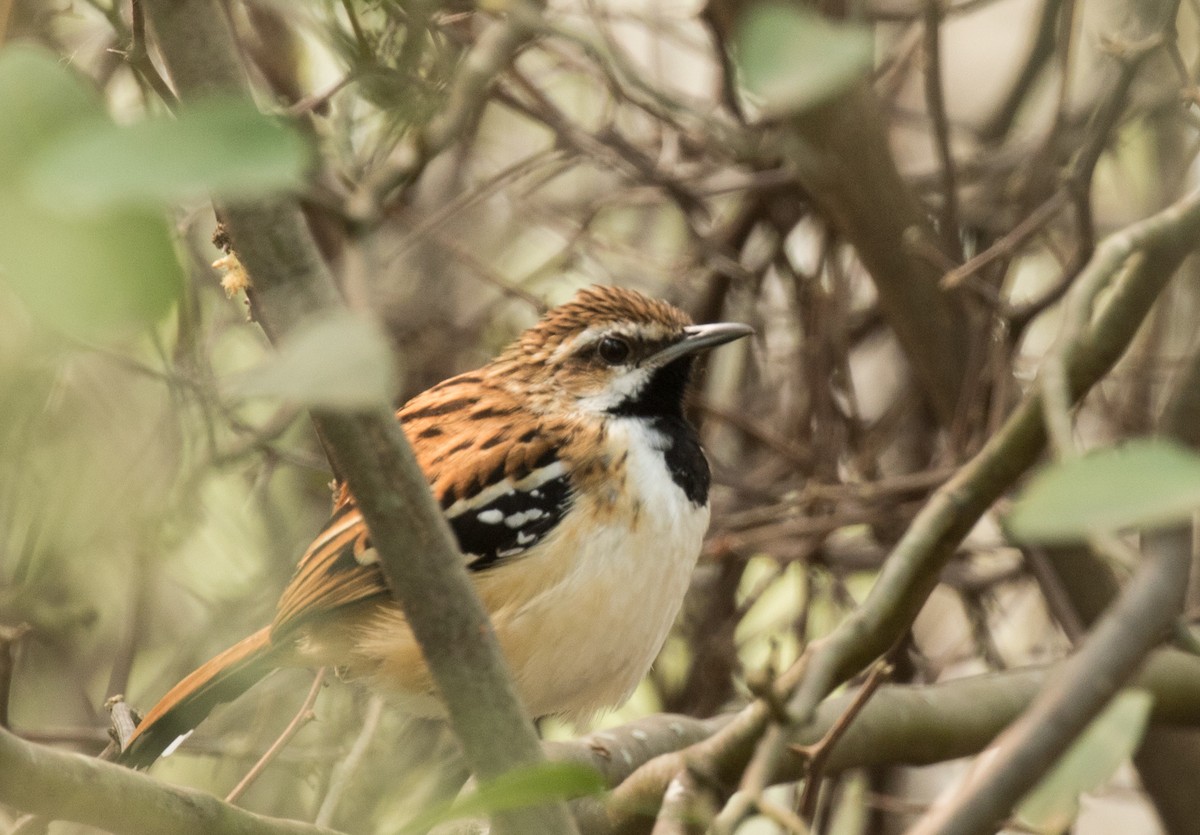 Stripe-backed Antbird - ML227660501