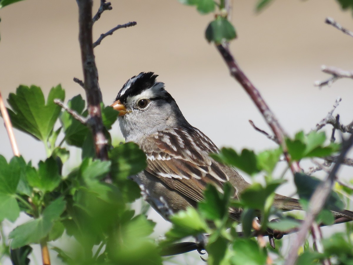 White-crowned Sparrow - Savannah Stewart