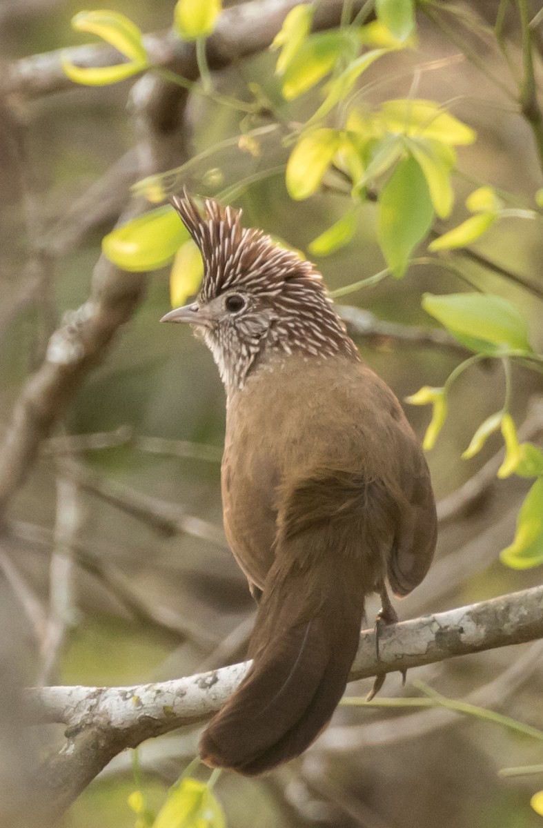 Schopftapaculo - ML227660671