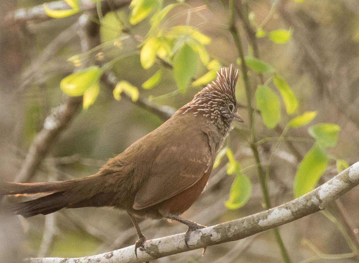 Crested Gallito - ML227660681