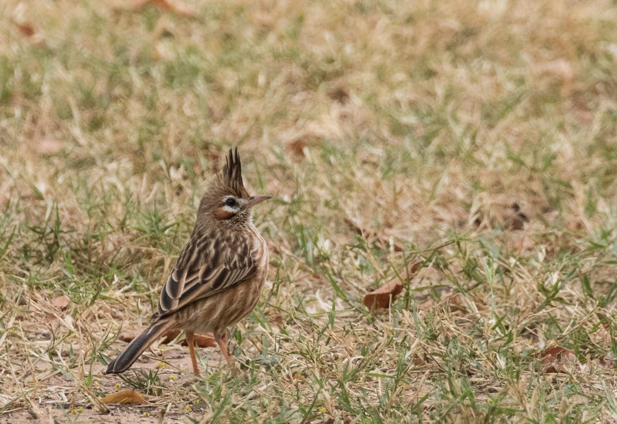 Lark-like Brushrunner - ML227660841