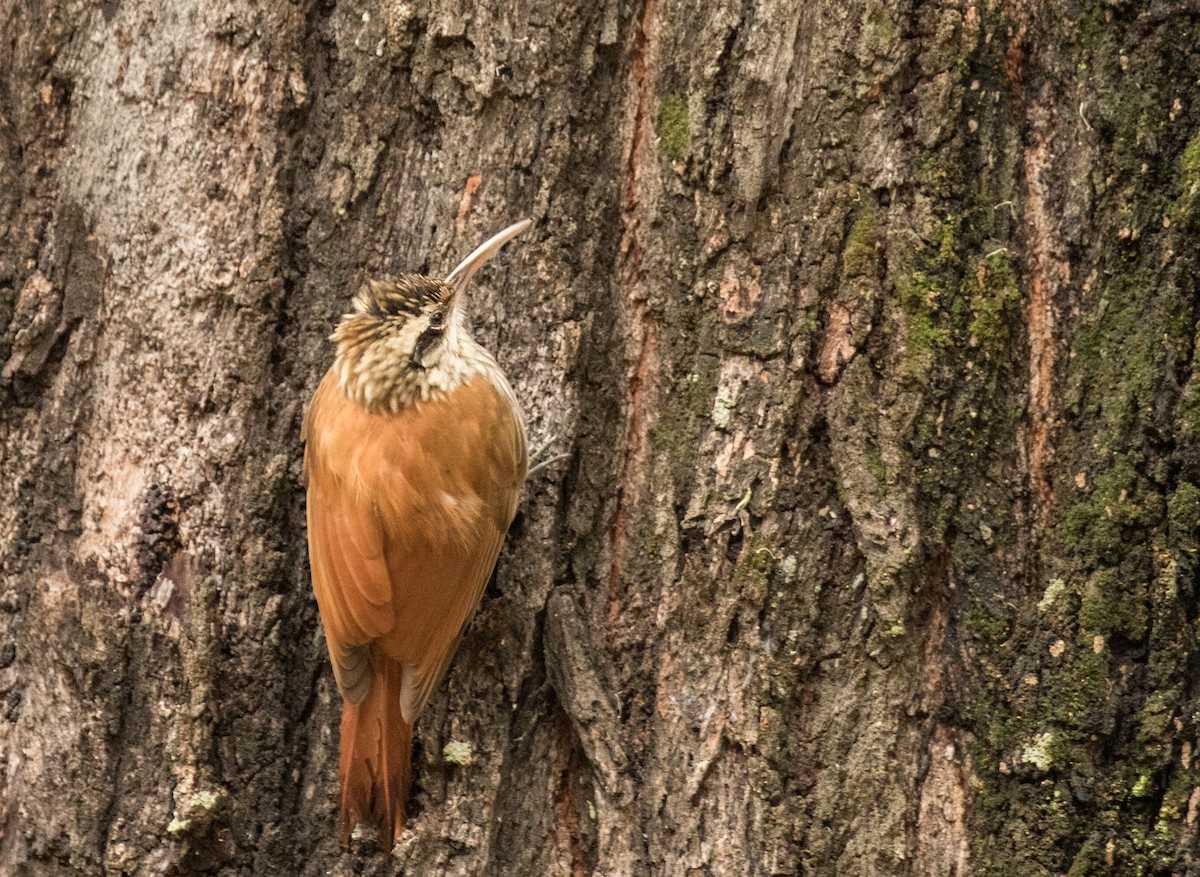 Narrow-billed Woodcreeper - ML227660851