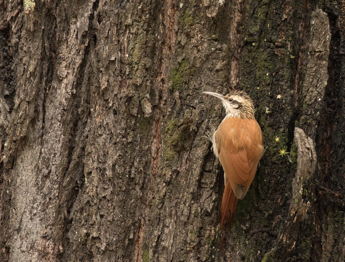 Narrow-billed Woodcreeper - ML227660951