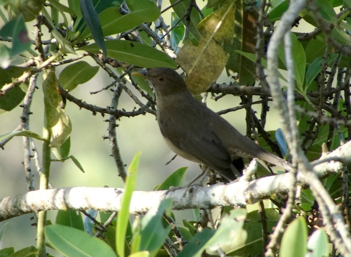 Varzea Thrush - ML227661071