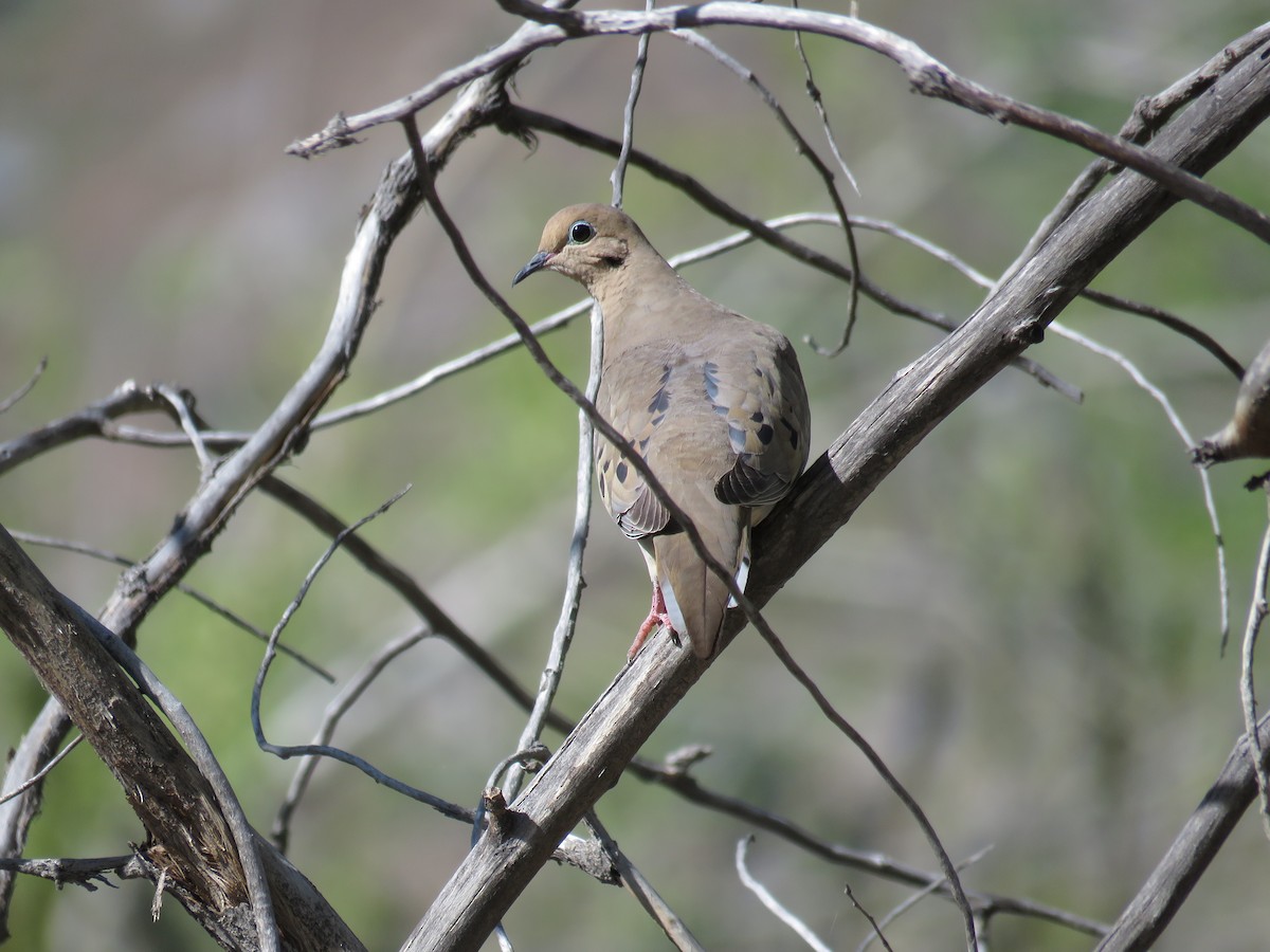 Mourning Dove - ML227661111