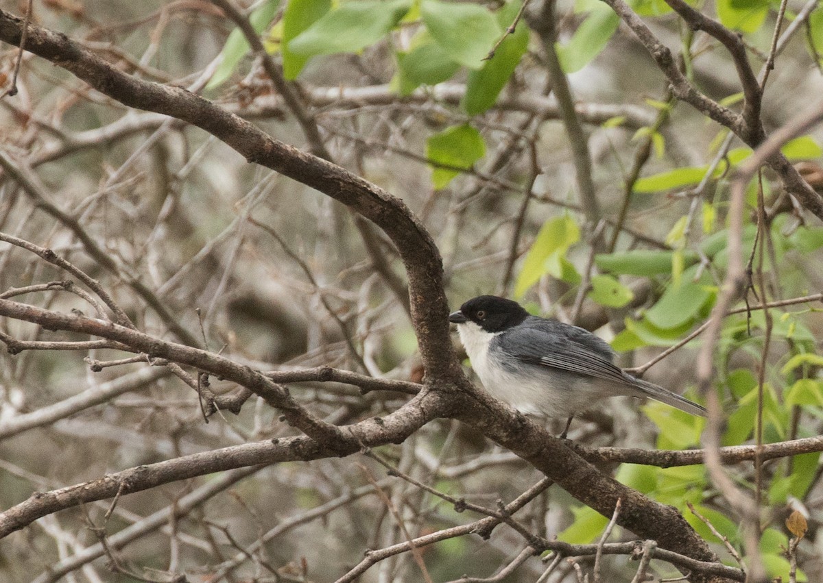 Black-capped Warbling Finch - ML227661211